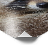 Raccoon Fotodruck (Ecke)