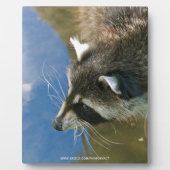Raccoon Fotoplatte (Vorderseite)