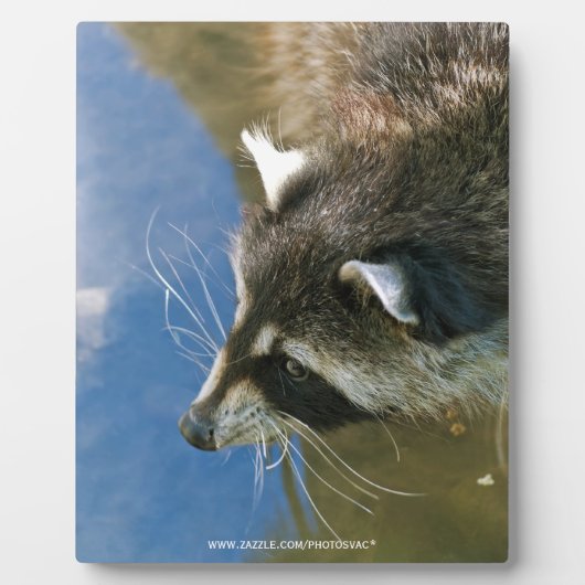 Raccoon Fotoplatte (Vorderseite)