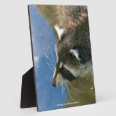 Raccoon Fotoplatte (Seite)