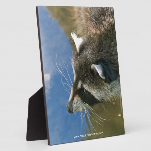 Raccoon Fotoplatte (Seite)