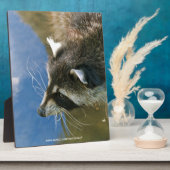 Raccoon Fotoplatte (Seite)