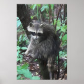 Raccoon-Freigabe Poster (Vorne)
