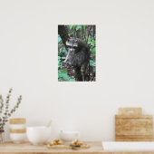 Raccoon-Freigabe Poster (Küche)