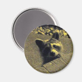 Raccoon ~ Gesicht eines Engels Magnet (Vorderseite/Rückseite)