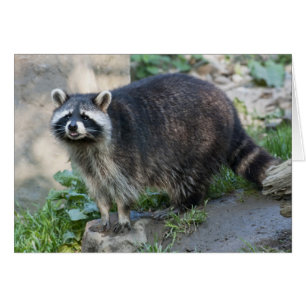 Raccoon Grußkarte