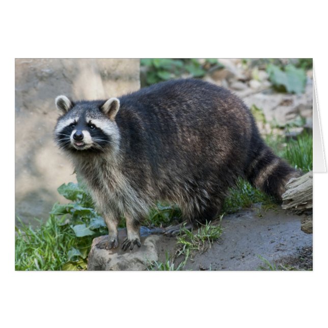 Raccoon Grußkarte (Vorderseite (Horizontal))