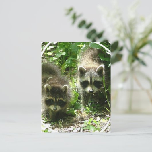 Raccoon Habitat Postcard Postkarte (Stehend Vorderseite)