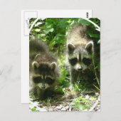 Raccoon Habitat Postcard Postkarte (Vorne/Hinten)