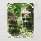 Raccoon Habitat Postcard Postkarte (Vorderseite)