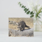 Raccoon im Baumbuch Postkarte (Stehend Vorderseite)