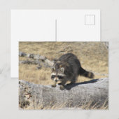Raccoon im Baumbuch Postkarte (Vorne/Hinten)