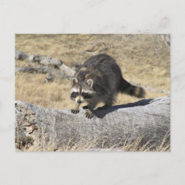Raccoon im Baumbuch Postkarte