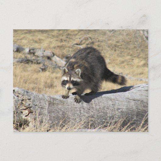 Raccoon im Baumbuch Postkarte (Vorderseite)