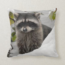 Raccoon im Schneekissen