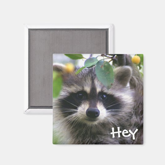 Raccoon in Crabapple Tree Magnet (Vorderseite/Rückseite)