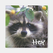 Raccoon in Crabapple Tree Magnet (Vorne)