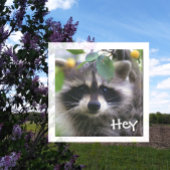 Raccoon in Crabapple Tree Magnet