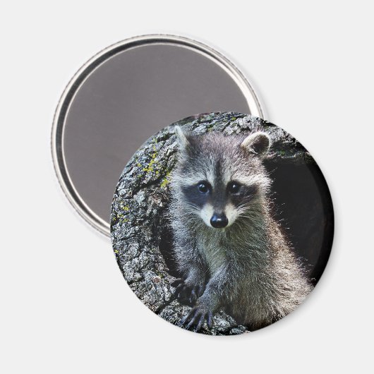 Raccoon in den Den Magnet (Vorderseite/Rückseite)