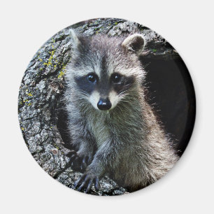 Raccoon in den Den Magnet