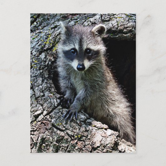 Raccoon in den Den Postkarte (Vorderseite)