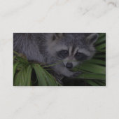 Raccoon in den Pflanze Visitenkarte (Rückseite)