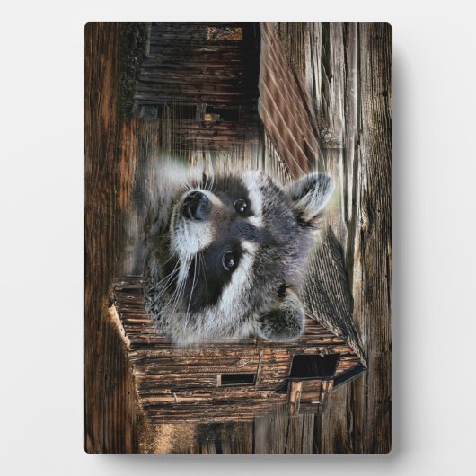 Raccoon in der alten Scheune Fotoplatte (Vorderseite)