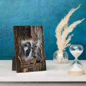 Raccoon in der alten Scheune Fotoplatte (Seite)