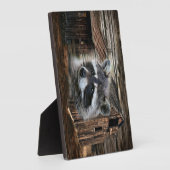 Raccoon in der alten Scheune Fotoplatte (Seite)