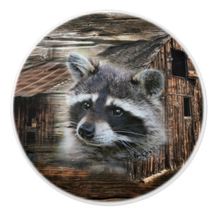 Raccoon in der alten Scheune Keramikknauf