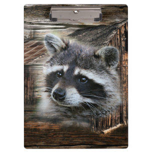 Raccoon in der alten Scheune Klemmbrett
