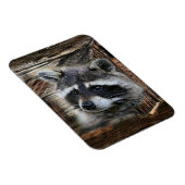 Raccoon in der alten Scheune Magnet (Rechte Seite)
