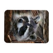 Raccoon in der alten Scheune Magnet (Horizontal)