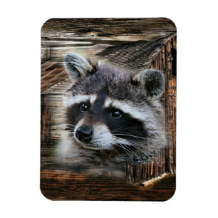 Raccoon in der alten Scheune Magnet