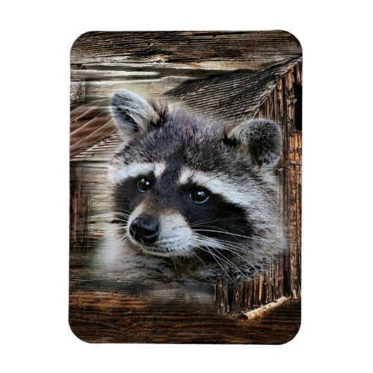 Raccoon in der alten Scheune Magnet (Vertikal)