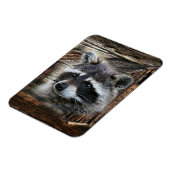 Raccoon in der alten Scheune Magnet (Linke Seite)