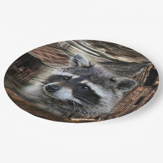 Raccoon in der alten Scheune Pappteller (Schrägansicht)