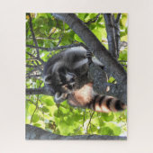 Raccoon in einem Baum Puzzle (Vertikal)