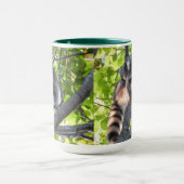 Raccoon in einem Baum Tasse (Zentrum)