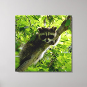 Raccoon in Green Tree Niedlich grau maskierte Marm Leinwanddruck