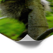 Raccoon in Green Tree Niedlich grau maskierte Marm Poster (Ecke)