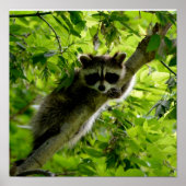 Raccoon in Green Tree Niedlich grau maskierte Marm Poster (Vorne)