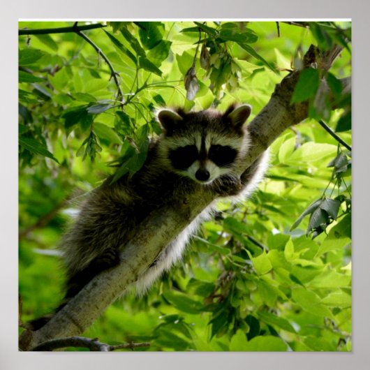 Raccoon in Green Tree Niedlich grau maskierte Marm Poster (Vorne)