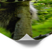 Raccoon in Green Tree Niedlich grau maskierte Marm Poster (Ecke)