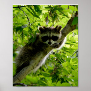 Raccoon in Green Tree Niedlich grau maskierte Marm Poster
