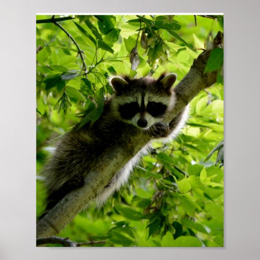 Raccoon in Green Tree Niedlich grau maskierte Marm Poster (Vorne)
