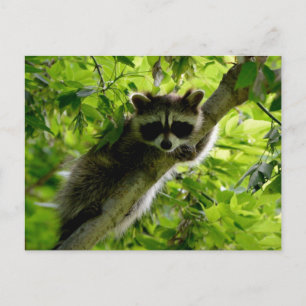 Raccoon in Green Tree Niedlich grau maskierte Marm Postkarte