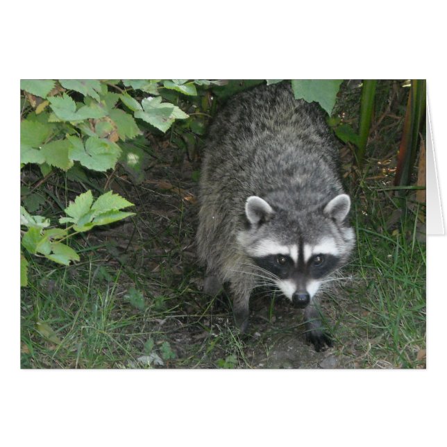 Raccoon - Leere (Vorderseite (Horizontal))