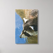 Raccoon Leinwanddruck (Vorderseite)