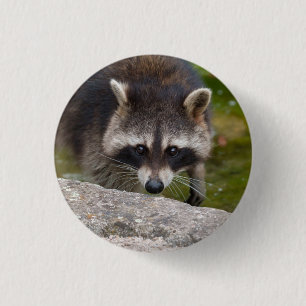 Raccoon macht direkten Augenkontakt Button
